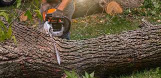 Best Storm Damage Tree Cleanup  in Rose Hills, CA