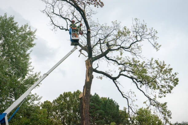 Best Tree Disease Treatment  in Rose Hills, CA