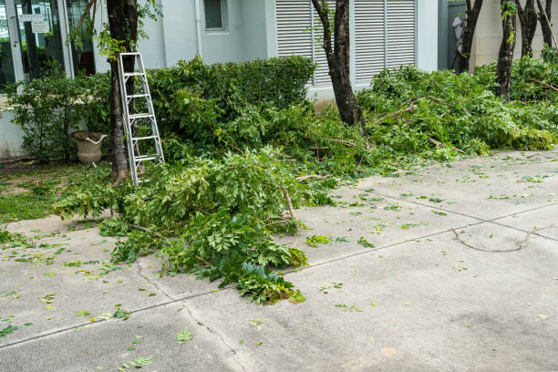 Best Commercial Tree Removal  in Rose Hills, CA